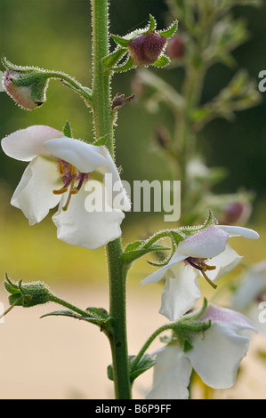 La tignola Mullein Molène blattaria rara forma bianca Foto Stock