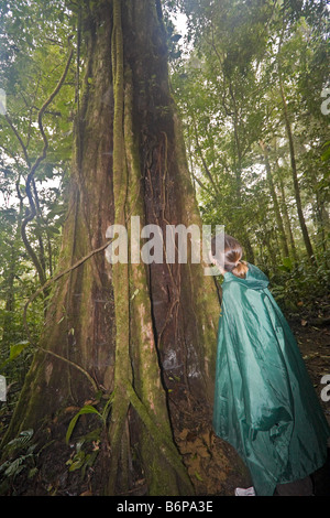 Visita donna ispeziona 100 piedi di altezza albero di caffè in Costa Rica foresta pluviale Foto Stock