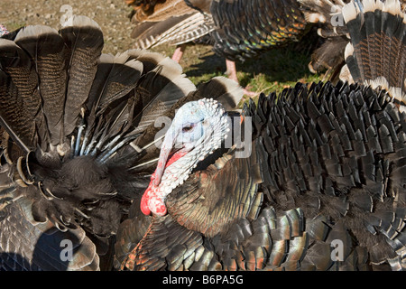 Free range Turchia, un incrocio tra un ampio petto di bronzo e selvatica di lunga durata su Ruckle Farm, sale isola a molla Foto Stock