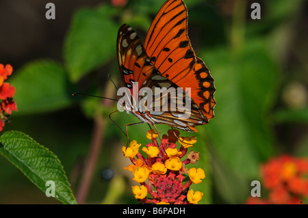 Gulf Fritillary su Lantana camara Foto Stock