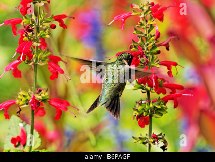 Un Ruby-Throated Hummingbird volare fino alla signora in rosso Salvia blumi. Foto Stock