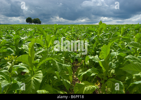 campo di tabacco Foto Stock