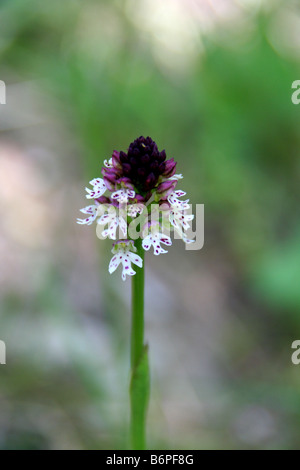 Bruciò Orchid - orchis ustulata nelle Alpi Marittime Foto Stock