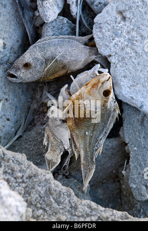 I pesci morti,Salton Sea Beach, nel sud della California, Stati Uniti d'America. Foto Stock