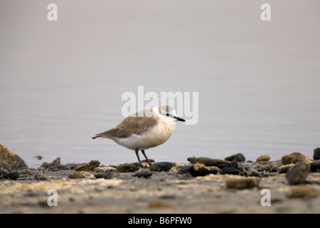 La Kitlitz Plover on shore a Walvis Bay, Namibia Foto Stock