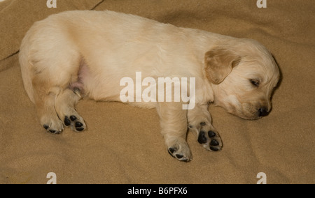 Buster Golden Retriever cucciolo maschio di 4 settimane per la Sabbiatura Yorkbeach contently giace su un marrone coperta di lana Foto Stock