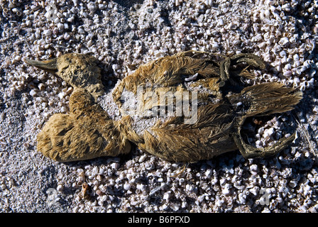 Anatra di morti sulle rive del Salton Sea, Salton Beach, nel sud della California, Stati Uniti d'America Foto Stock