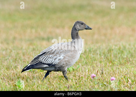 Snow Goose Chen caerulescens Duluth Minnesota Stati Uniti 24 settembre Bambini dark morph anatidi Foto Stock