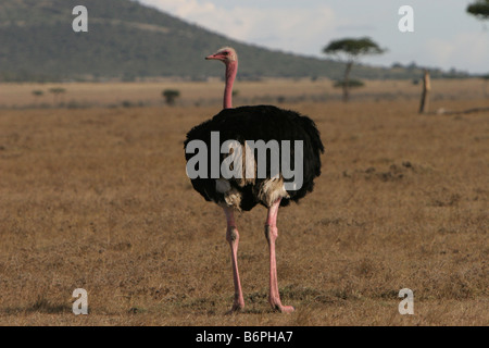 Maschio (struzzo Struthio camelus) nel Masai Mara, Kenya Africa Orientale. Foto Stock