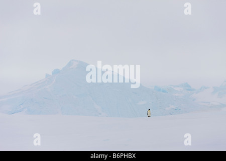 Un solitario pinguino imperatore in blizzard in piedi sul veloce di ghiaccio in Antartide deserto. Foto Stock