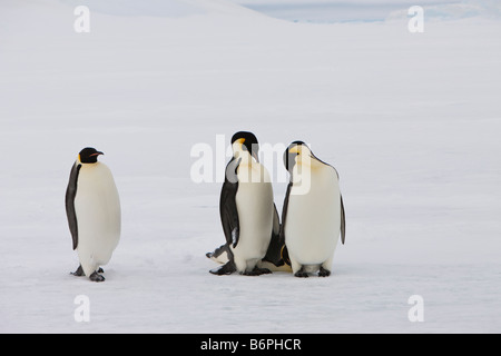 Carino pinguino imperatore camminando verso 2 sleeping i pinguini sul ghiaccio veloce bianco della neve di primo piano e di sfondo in mare di Weddell Snow Hill Antartide. Foto Stock