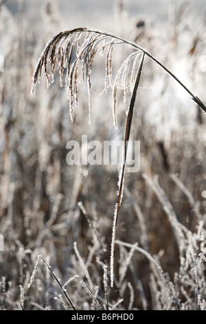 Reeds contemplati nella trasformata per forte gradiente di brina sui livelli di Somerset vicino a Glastonbury Somerset Foto Stock