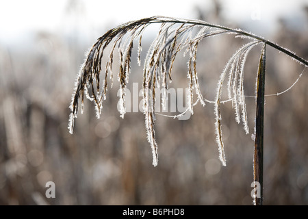 Reeds contemplati nella trasformata per forte gradiente di brina sui livelli di Somerset vicino a Glastonbury Somerset Foto Stock