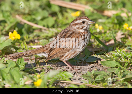 Song Sparrow Melospiza melodia Appleton Chippawa County Minnesota Stati Uniti 30 Maggio EMBERIZIDAE adulti Foto Stock