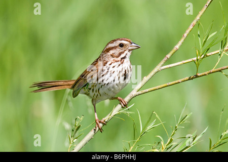 Song Sparrow Melospiza melodia Eden Prairie Hennipen County Minnesota Stati Uniti 3 giugno EMBERIZIDAE adulti Foto Stock