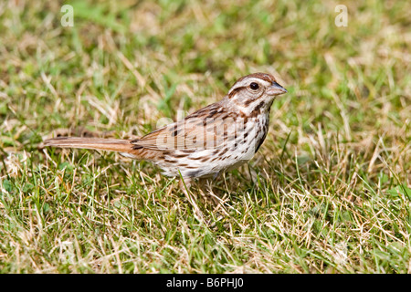 Song Sparrow Melospiza melodia Tamarack Aitken County Minnesota Stati Uniti 21 luglio EMBERIZIDAE adulti Foto Stock