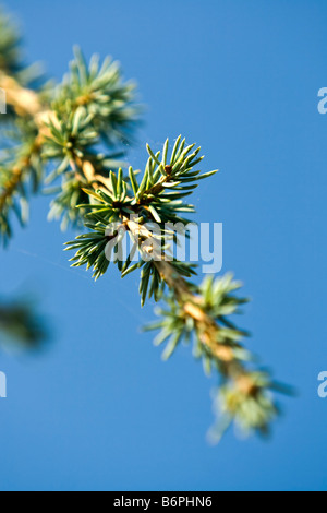 Pino branch Foto Stock