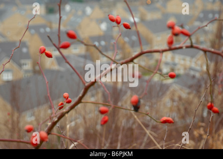 Nuovo alloggiamento della pietra station wagon con bacche rosse in primo piano Foto Stock