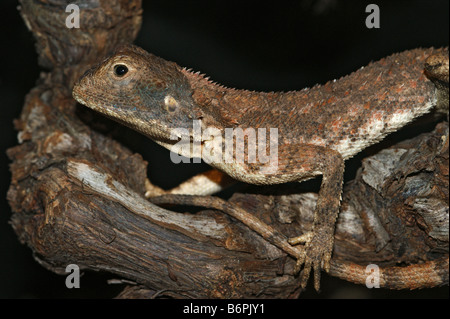 L'AGAMA SA aculeata - distante della AGAMA SA spinosa - Massa AGAMA SA Foto Stock