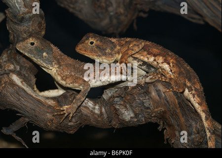 L'AGAMA SA aculeata - distante della AGAMA SA spinosa - Massa AGAMA SA Foto Stock