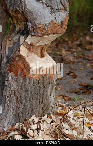 Beaver danni su un tronco di albero Foto Stock