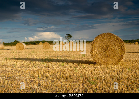 Le balle di paglia in un campo Foto Stock