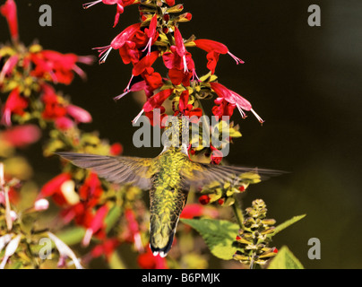 Un Ruby-Throated Hummingbird volare fino alla signora in rosso Salvia blumi. Foto Stock