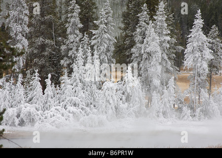 Questa è una scena invernale di neve alberi coperti di Yellowstone. Foto Stock