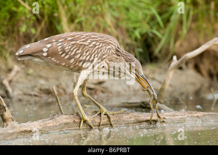 Nero notte incoronato Heron la cattura di una rana in un stagno di fattoria Foto Stock