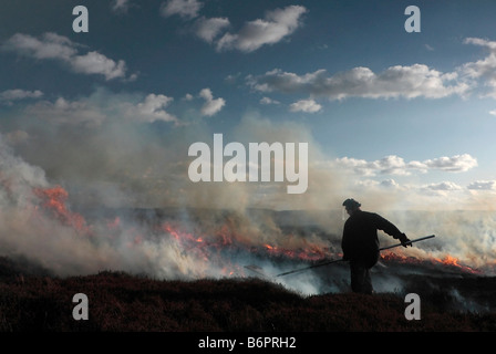 Un lavoratore estate brucia heather su York Moors che favorisce il ringiovanimento Foto Stock