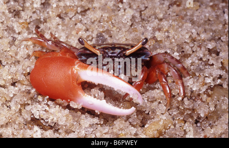 Uca annulipes, maschio Fiddler Crab Foto Stock