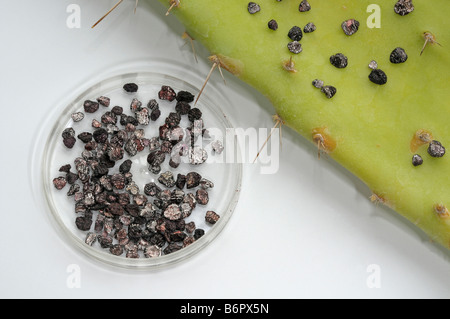 Cocciniglia insetto (Dactylopius coccus). Essiccato femmine accanto a foglia di cactus per la produzione a colori Foto Stock