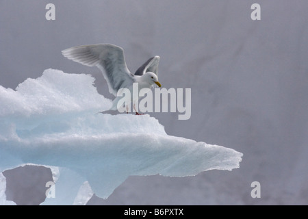 Glaucous gull (Larus hyperboreus), togliere il ghiaccio, Norvegia Foto Stock