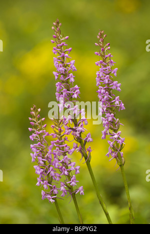 Fragranti orchidea (Gymnadenia conopsea), fioritura di fronte a sfondo giallo, Germania Saar Foto Stock