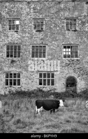 Kilfenora, County Clare, Irlanda - la rovina del castello di Leamaneagh nel sud del Burren è visitato da una vacca. Foto Stock