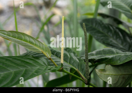 Pepe lungo (Piper longum), ramoscello con picchi di fiori Foto Stock