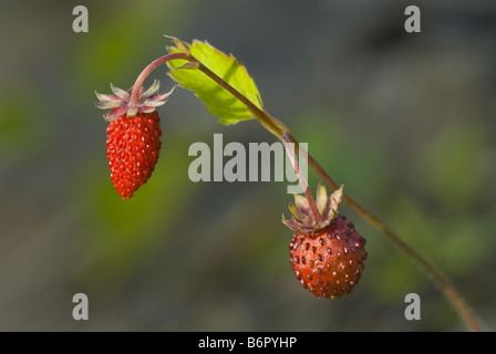 Fragole, fragole di bosco, boschi fragola (Fragaria vesca), con due frutti maturi, Germania Saar Foto Stock
