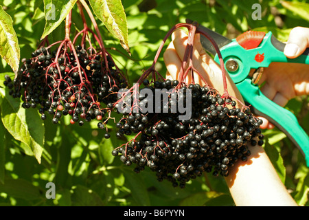 Sambuchi Sambucus nigra Foto Stock