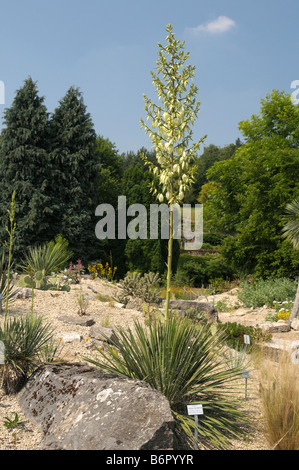 Buckley Yucca (Yucca constricta), la fioritura delle piante in un giardino botanico Foto Stock