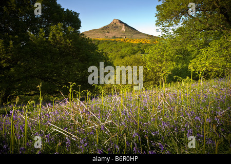 Bianco Bluebells Champions in Newton boschi Roseberry Topping North Yorkshire, Inghilterra Foto Stock