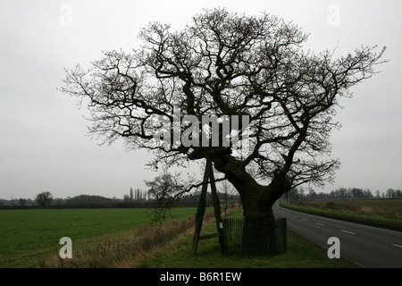 Kett la Quercia - Punto di montaggio della riforma fondiaria Uprising guidato da Robert Kett [Wymondham, Norfolk, Inghilterra, Regno Unito]. . Foto Stock