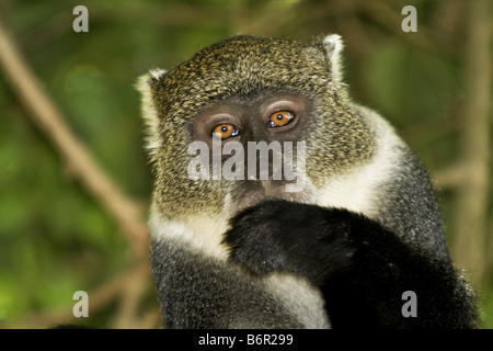 Blue Monkey, diademed monkey, dolce scimmia, Sykes di scimmia (Cercopithecus mitis), ritratto, Kenya Foto Stock