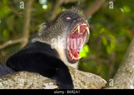 Blue Monkey, diademed monkey, dolce scimmia, Sykes di scimmia (Cercopithecus mitis), sbadigli, Kenya Foto Stock