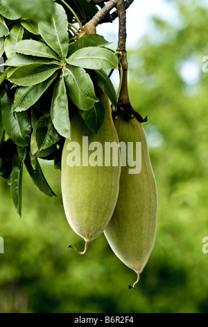 Baobab, pane scimmia, scimmia tamarind (Adansonia digitata), frutti di un baobab, Kenya Foto Stock