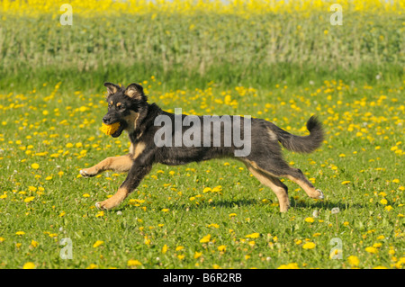 Due mesi pastore australiano cane avente una sfera in bocca in esecuzione in un prato di fiori Foto Stock