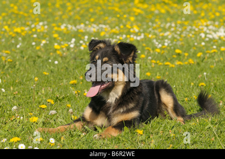 Due mesi pastore australiano cane giacente in un prato di fiori Foto Stock