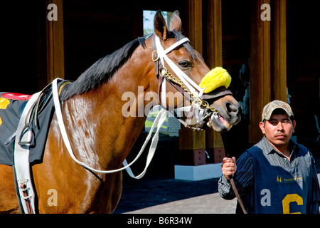 Per purosangue cavallo essendo riscaldato nel paddock prima della gara. Foto Stock