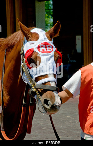 Per purosangue cavallo essendo riscaldato nel paddock prima della gara. Foto Stock