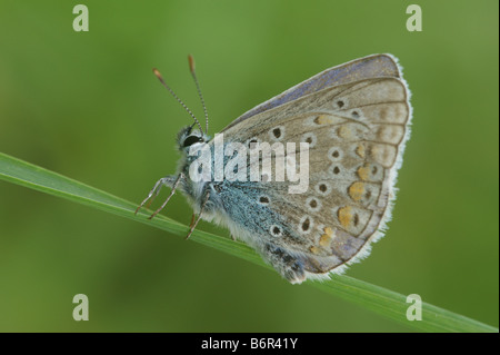 Comune - blu Polyommatus icarus Foto Stock