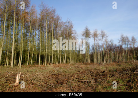 Unione larice (Larix decidua) sul sito forestale, Haughmond Hill, Shropshire Inghilterra Foto Stock